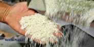 مشکلات ثبت سفارش و واردات برنج های خارجی
