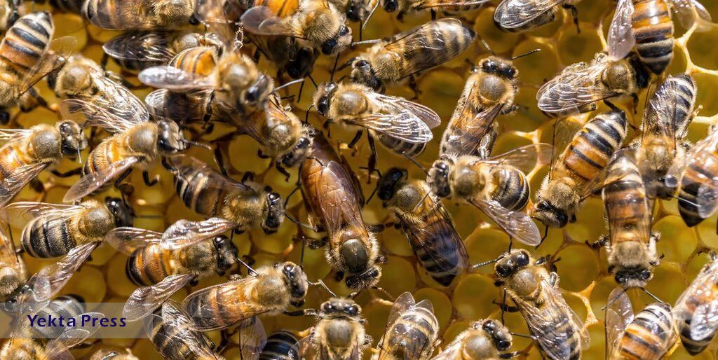  زنبورها برای نجات بشریت | این حشرات جالب روبات هستند!