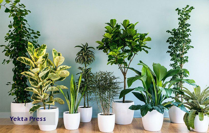 نگهداری از گیاهان آپارتمانی مقاوم