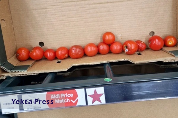 بحران کمبود گوجه فرنگی در انگلیس!