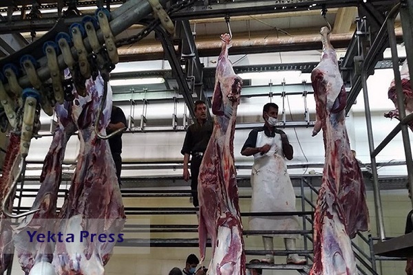 دلیل گرانی گوشت قرمز مشخص شد/ عرضه در بهمن ماه ۲۴ درصد کاهش یافت