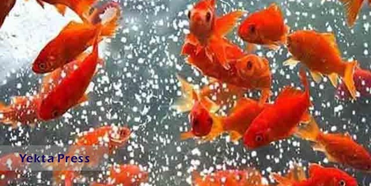 خطر ورود ماهیان قرمز به آب‌های آزاد