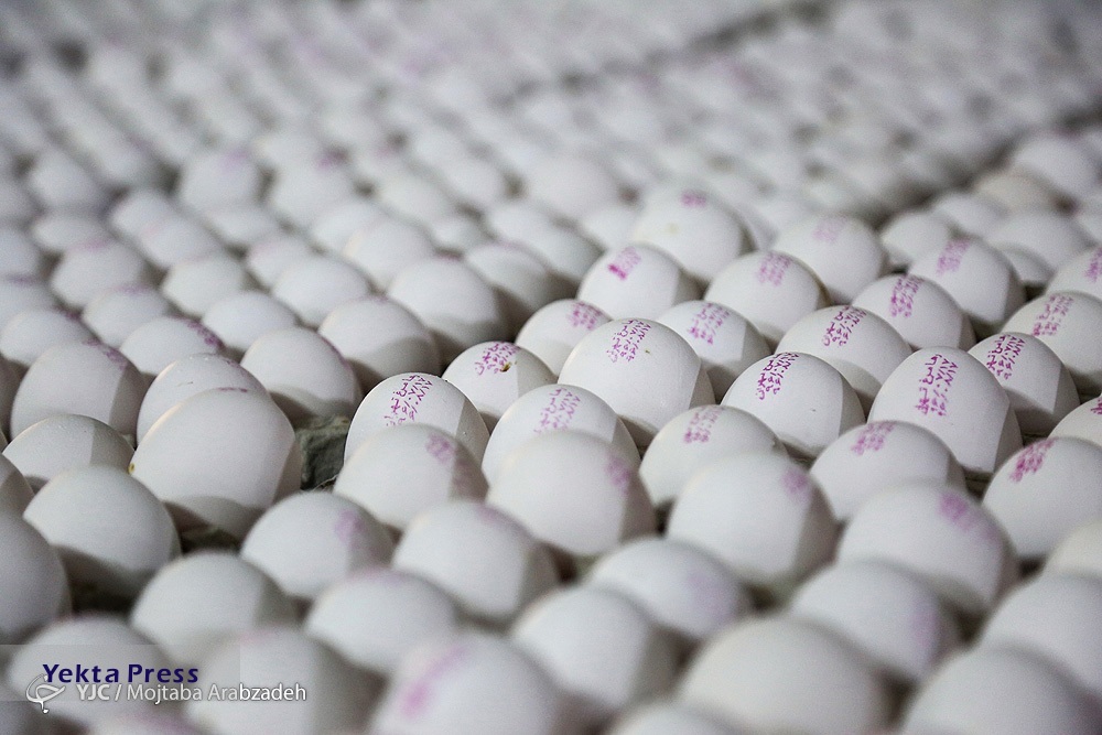 توزیع ۵۰۰ تن تخم مرغ در تهران + قیمت جدید