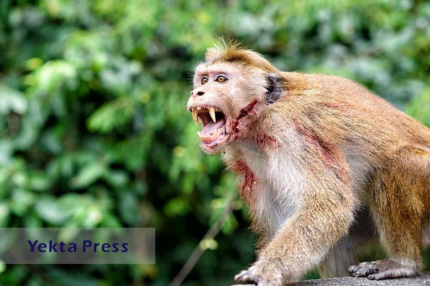 افزایش ابتلا به آبله میمونی با نگهداری میمون در خانه