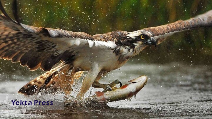 فیلمی دلهره آور از شکار ماهی توسط عقاب وحشی