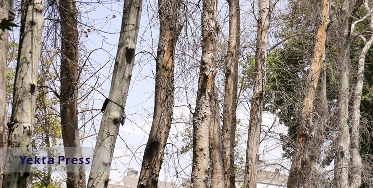 سریال خشکاندن درختان در پایتخت/ خشکاندن و قطع ۱۸۷ درخت در مجموعه ورزشی انقلاب