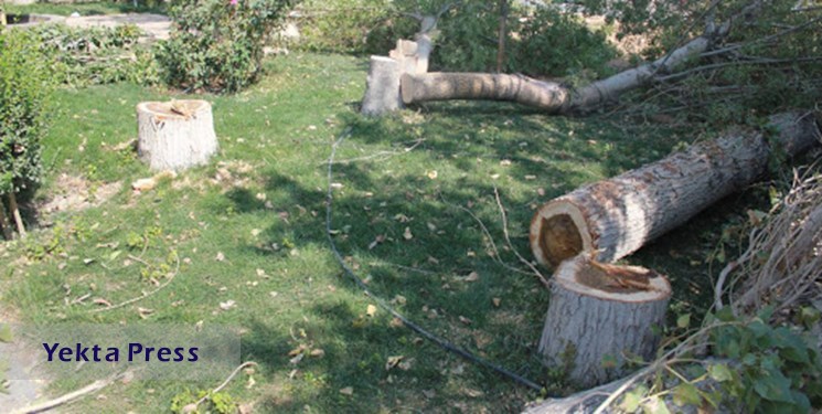ورود دادستانی به موضوع قطع درختان در مجموعه ورزشی انقلاب