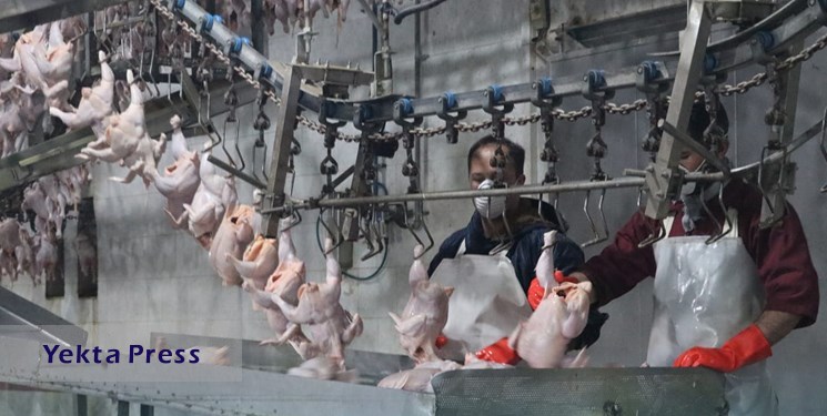 عرضه مرغ با قیمت بالای 60 هزار تومان تخلف است/ ایران هاب صادرات خوراک دام منطقه‌ می‌شود