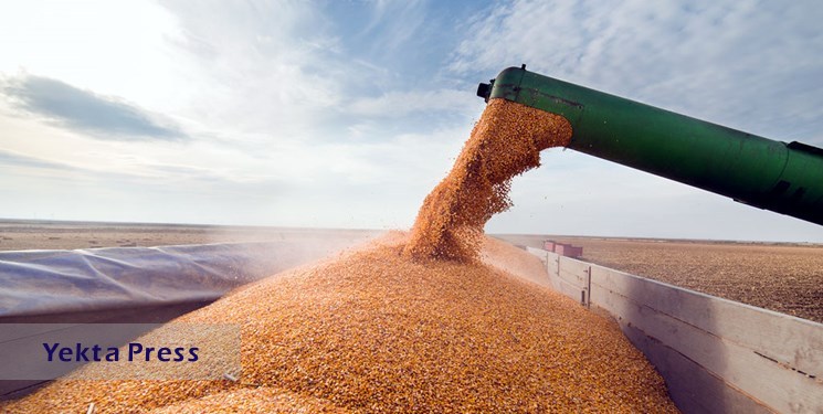 خبر بد روس‌ها برای بازار جهانی گندم و غلات