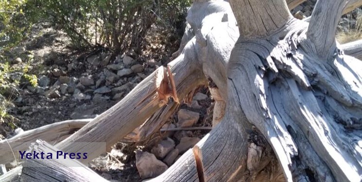 بازداشت عامل قطع درختان «ارس» در دماوند