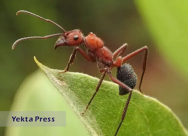 آمار شگفت انگیز مورچه‌ها در دنیا