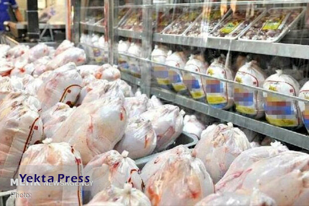 عرضه روزانه ۱۰۰ تُن گوشت مرغ تازه در میادین میوه و تره بار