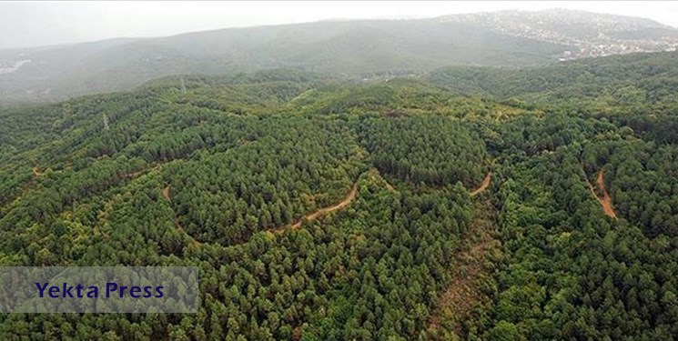 بهره‌برداری از ۲ هزار هکتار جنگل کاری در ۱۵ اسفند