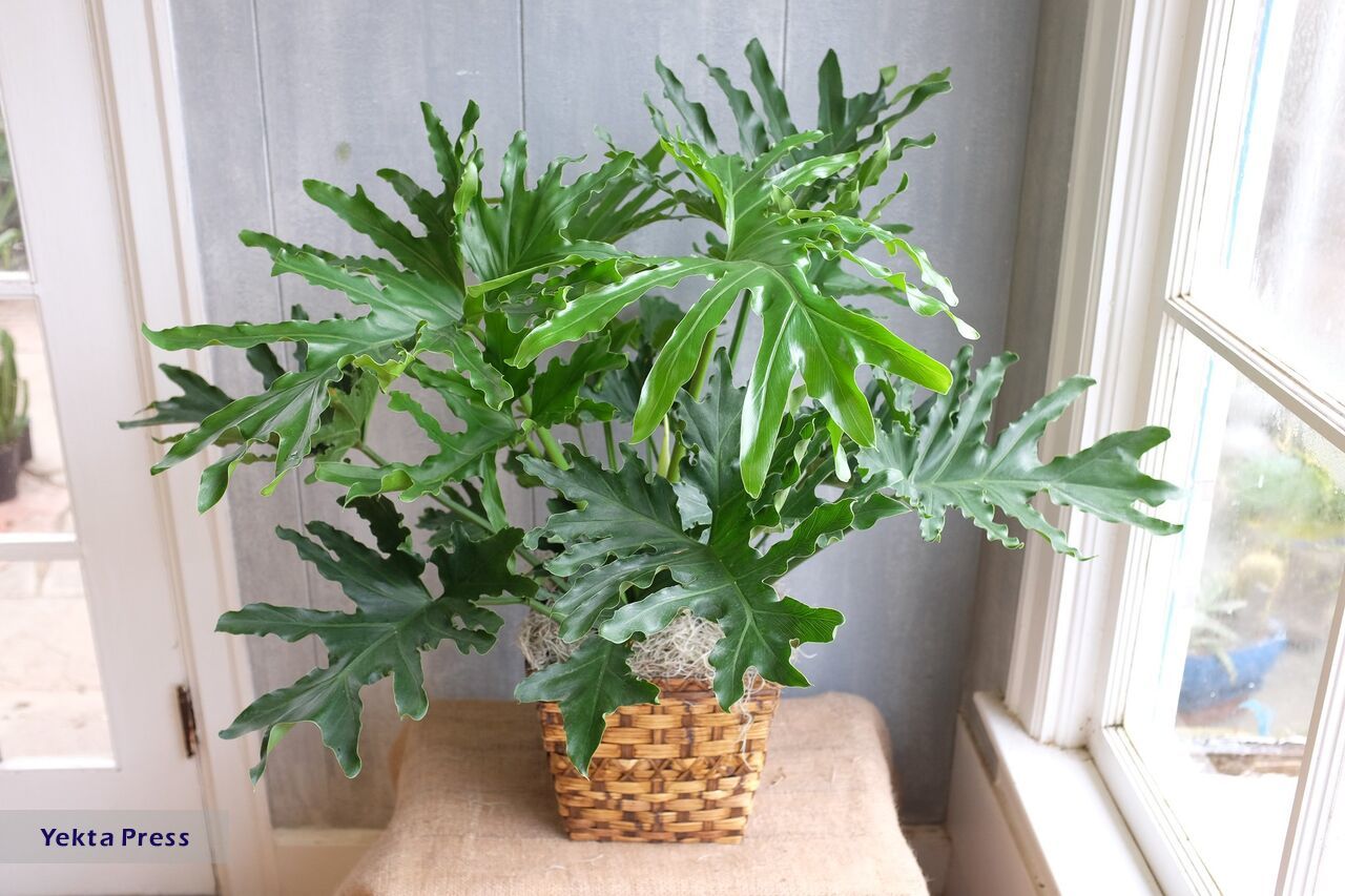 ۵ گیاه مناسب برای آپارتمان