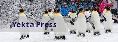 زمستان بالاخره به پنگوئن‌ها رسید