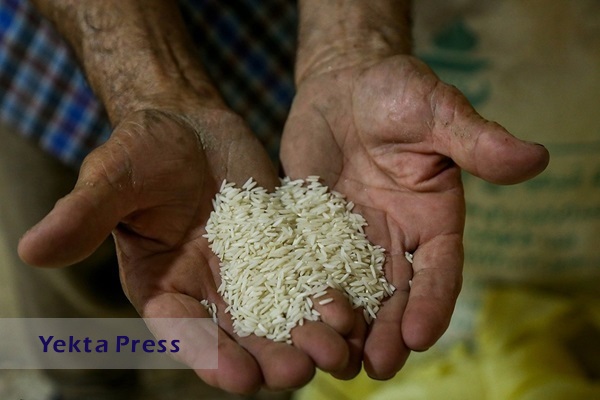نیاز سالانه برنج در کشور چقدر است؟