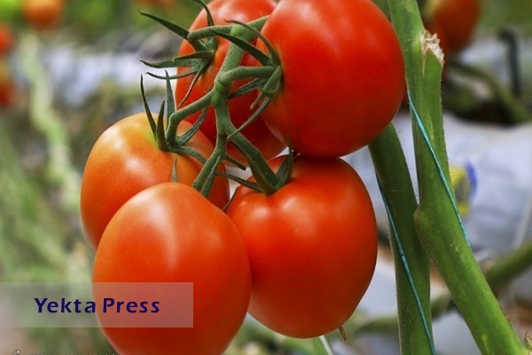 افزایش عرضه گوجه فرنگی در بازار