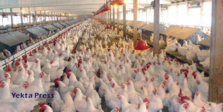 شرکت پشتیبانی امور دام کشور مرغ مازاد تولید کنندگان را خریداری می کند