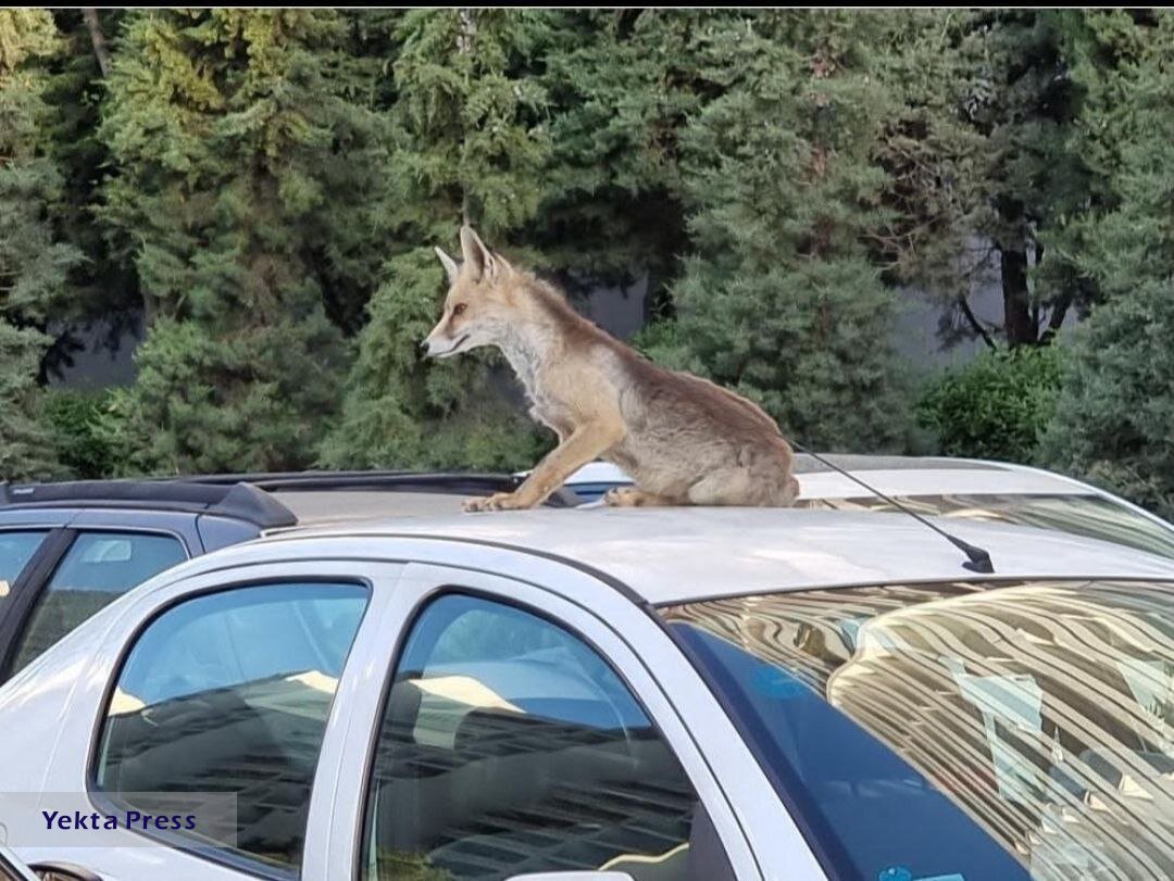 روباه زیرک مسافر یکی از خودروهای شهرک امید شد!