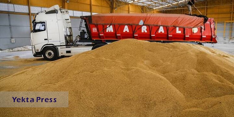 کاهش 7 دلار قیمت گندم در یک روز/ امیدواری به امنیت غذایی جهان بیشتر شد