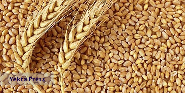 کاهش بیش از 9 دلاری قیمت گندم در بازارهای جهانی