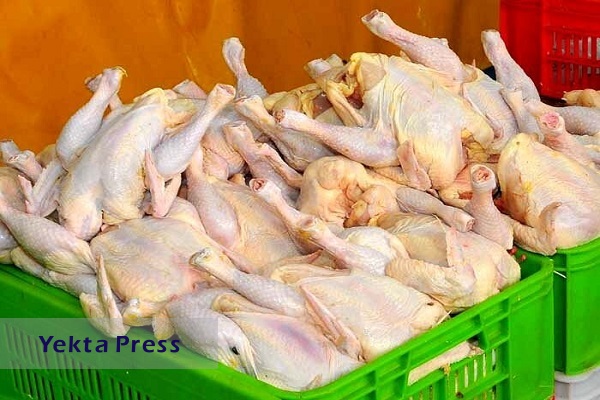 پیش‌بینی کاهش قیمت مرغ با تأمین جوجه یک روزه