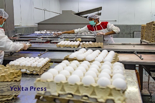 ادامه عرضه تخم‌مرغ کمتر از قیمت مصوب
