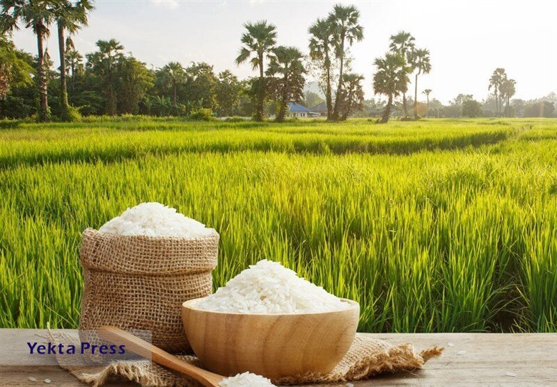 قفقی برنج ایرانی اعلام شد