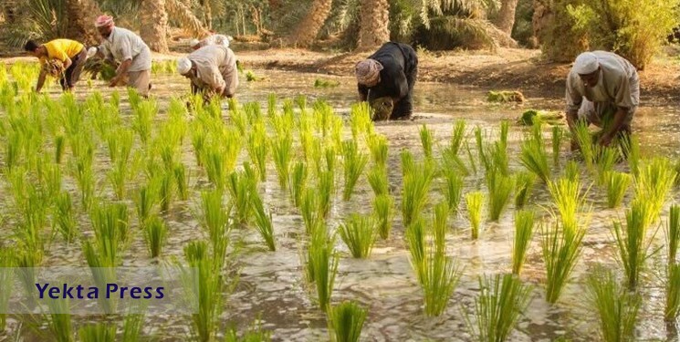 عراق کاشت برنج و ذرت را به دلیل خشکسالی متوقف کرد