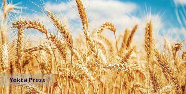 افزایش ضریب امنیت غذایی دستاورد خودکفایی‌ کشوردر تولید گندمِ نان ‌