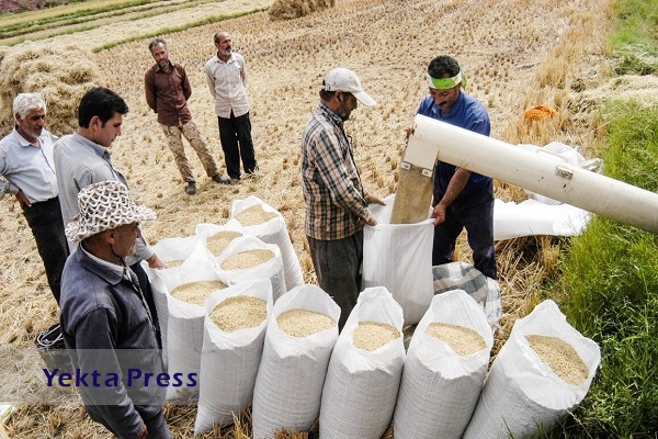 خرید توافقی برنج کشاورزان گیلان و مازندران