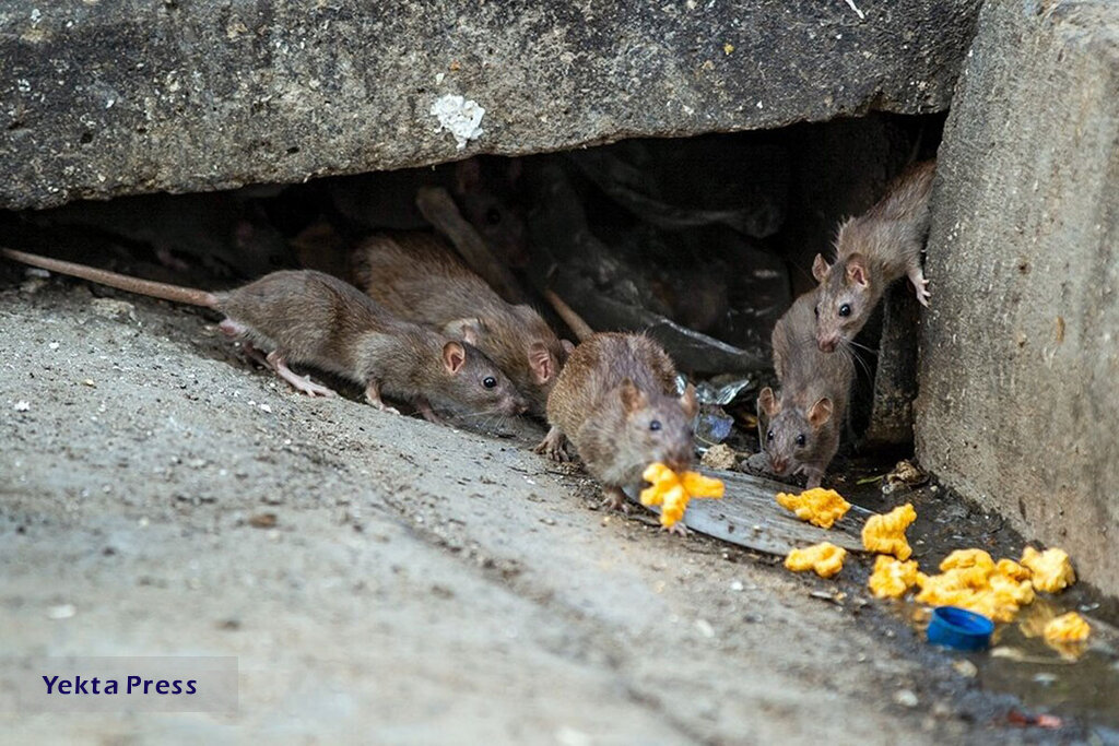 کاهش موش های موذی در تهران
