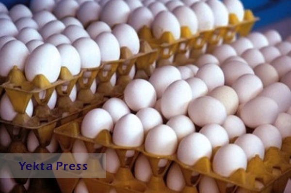 علت اصلی عرضه تخم مرغ کمتر از نرخ مصوب