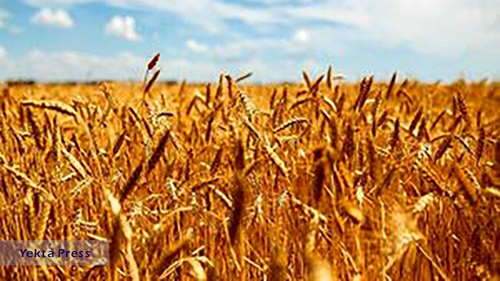 قیمت هر کیلو گندم برای سال زراعی جدید تعیین شد