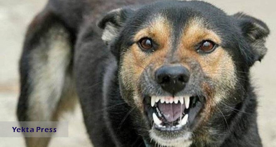 سگ‌های ولگرد ۱۱ گونه حیات وحش ایران را منقرض کردند