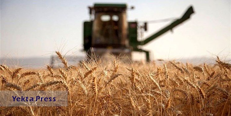 خرید گندم از کشاورزان با عبور از ۱۰ میلیون تن رکورد شکست