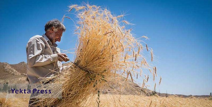۵ عامل خودکفاییِ تولید گندم در سایه اعتماد کشاورزان به وعده‌های دولت