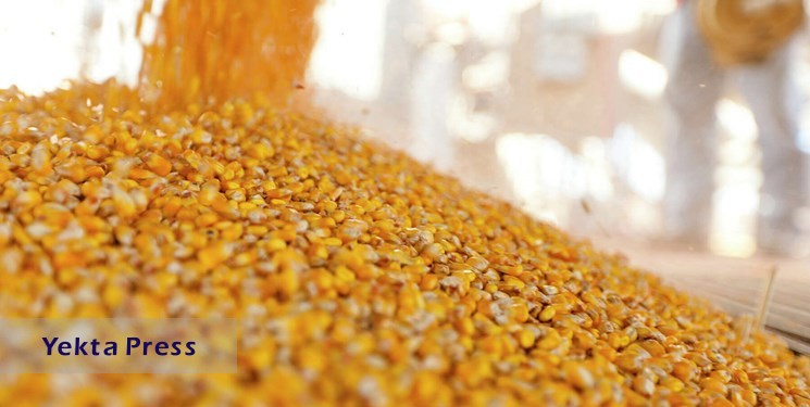 افزایش قیمت خوراک دام در بازار‌های جهانی و تاثیر آن بر بازار‌‌ داخلی