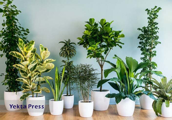 چند گیاه آپارتمانی که در خانه شما خوب رشد می‌کند