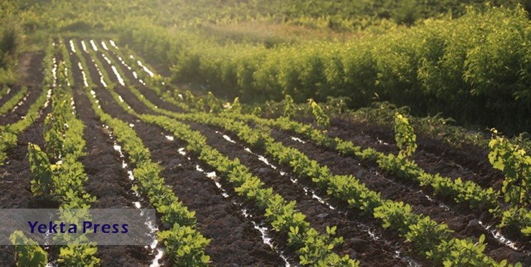 هدف‌گذاری ۹۰ درصدی خودکفایی محصولات اساسی کشاورزی