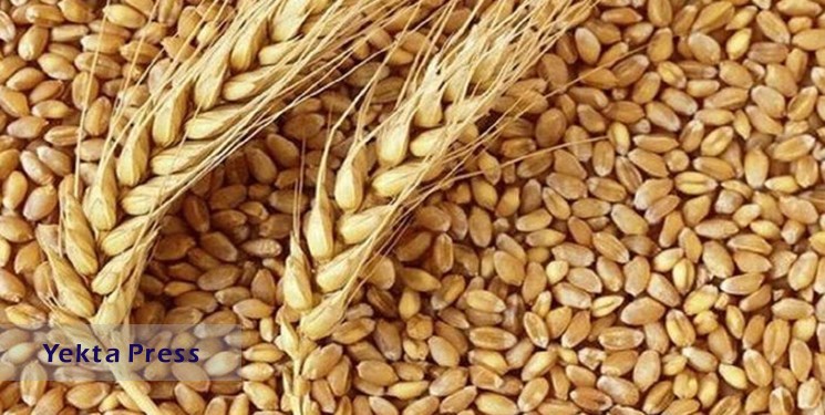 سوریه ۱.۴ میلیون تن گندم از روسیه وارد می‌کند