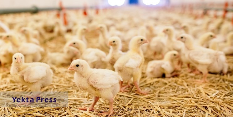 تامین نیاز مرغ کشور با 130 میلیون قطعه‌ جوجه‌ریزی ‌