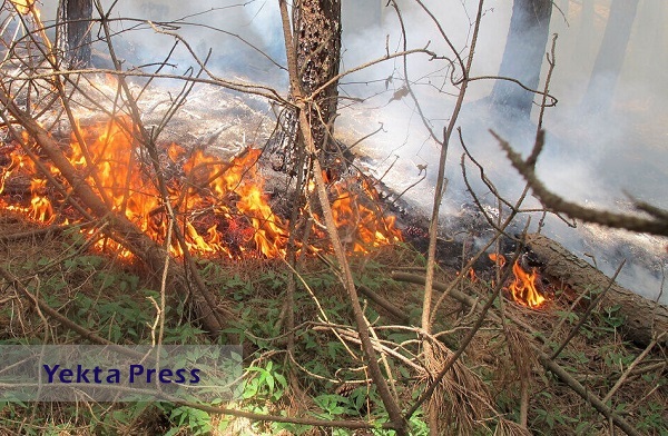 آتش به جان جنگل‌های چالوس افتاد