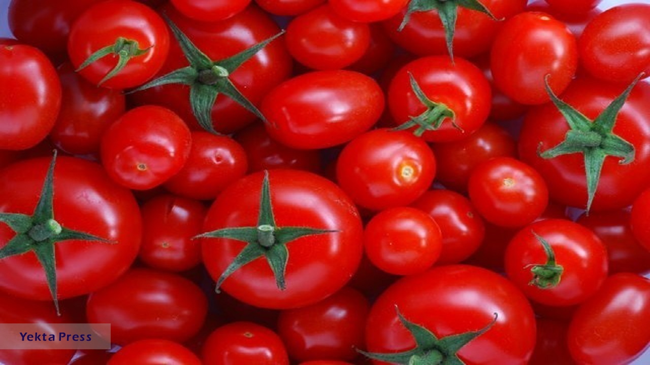 کاهشی در تولید گوجه فرنگی نداریم