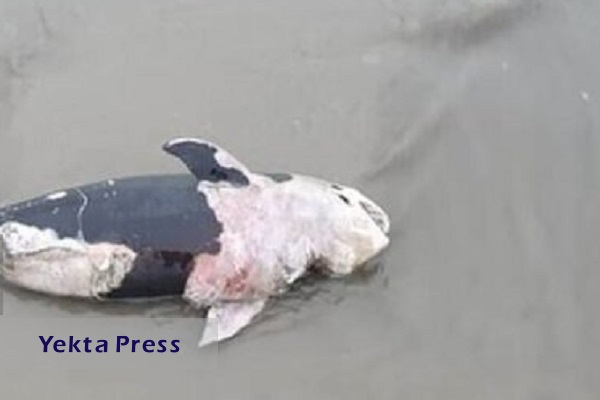 تلف شدن نهنگ «پورپویز» در ساحل بندرعباس