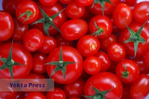 کاهش۱۰ هزار تومانی قیمت هر کیلو گوجه فرنگی