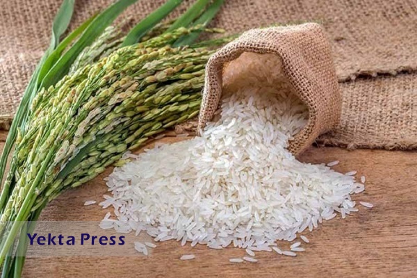 رئیس نظام صنفی کشاورزی:سرانه مصرف برنج به ۳۴ کیلو رسید