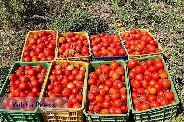 وزارت جهاد کشاورزی‌:بارش باران علت کمبود گوجه فرنگی است