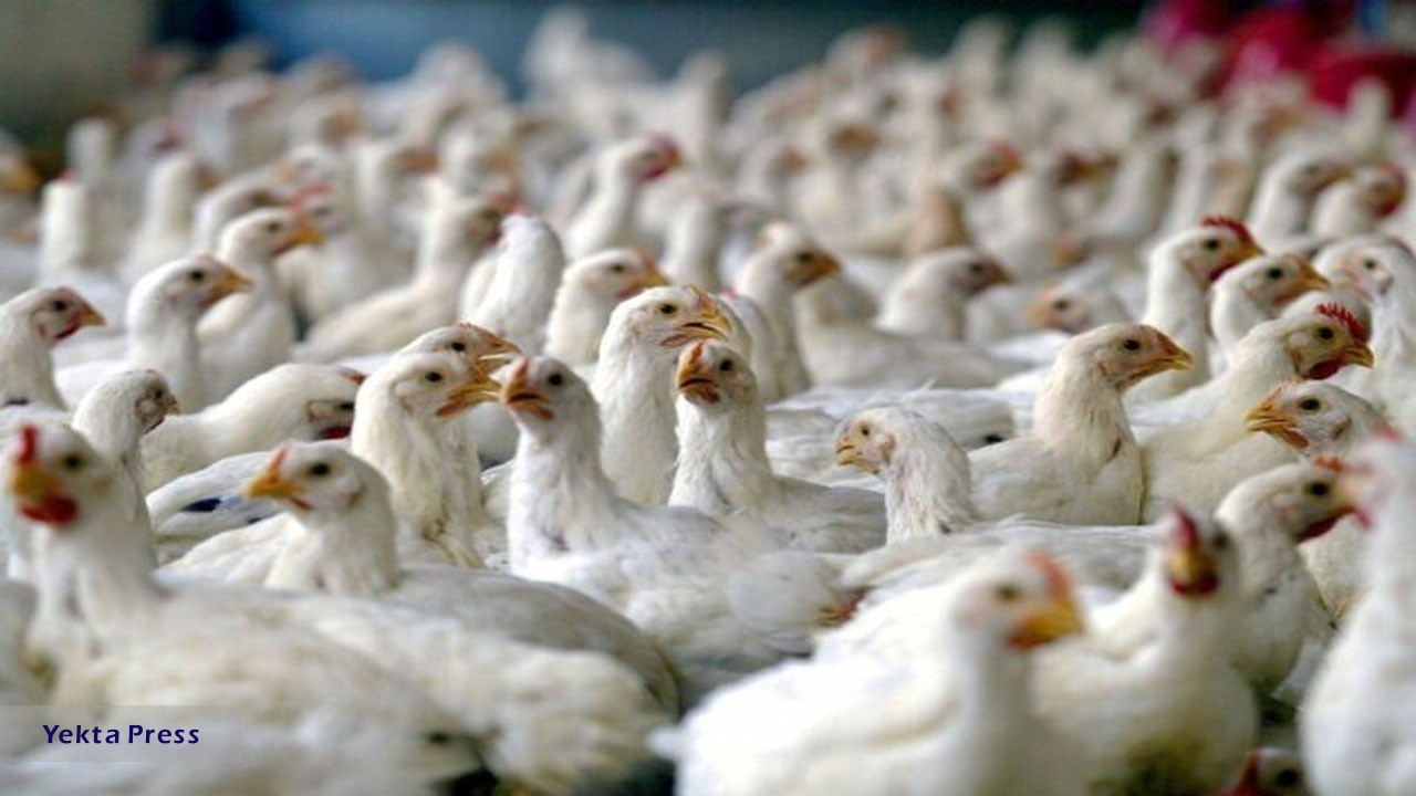 هیچگونه هورمونی در گوشت مرغ وجود ندارد