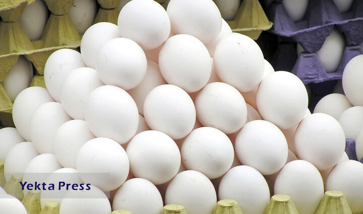 قیمت تخم مرغ پوسته سفید کاهش یافت
